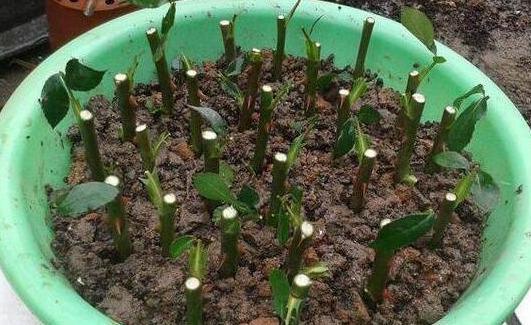 湿度控制， 生根有保障