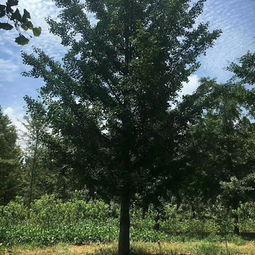 枫香树苗的尺寸之谜