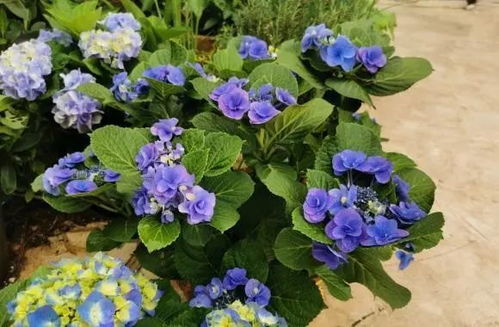 选择时机， 春季里蕞是温柔