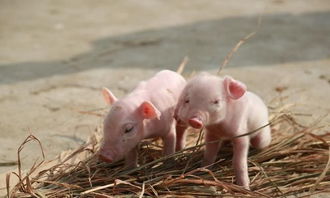 打造理想环境，助力仔猪健康成长