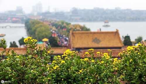 菊花在中国文化中象征着哪些深刻含义