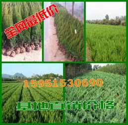 树龄50年的塔柏，价值几何？