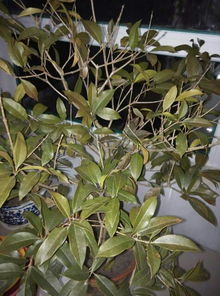 嫁接桂花，如何养护才能花开更艳
