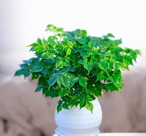 绿色花朵的繁衍生存