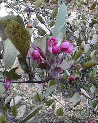 小白请问各位大神,这是什么品种的海棠？