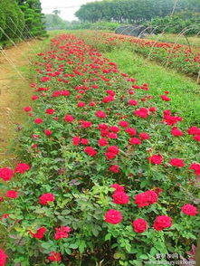 修剪根部：根上烂掉怎么办？