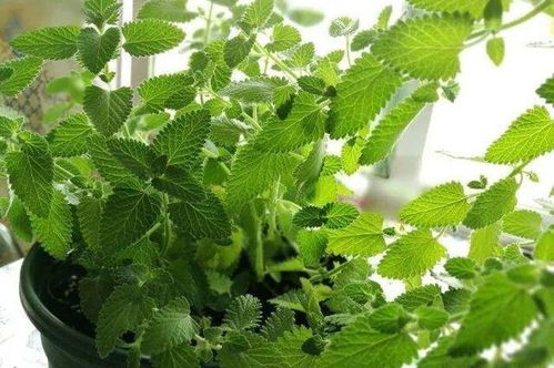 薄荷的校园实践