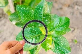 顺式氯氰菊酯：滞留喷雾的利器