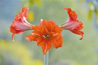 金昌循环经济引领花卉产业创新突破