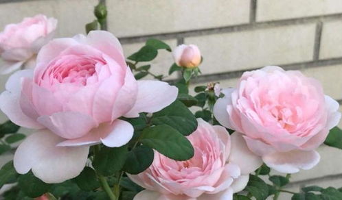 温州地区适合种植的花卉种类