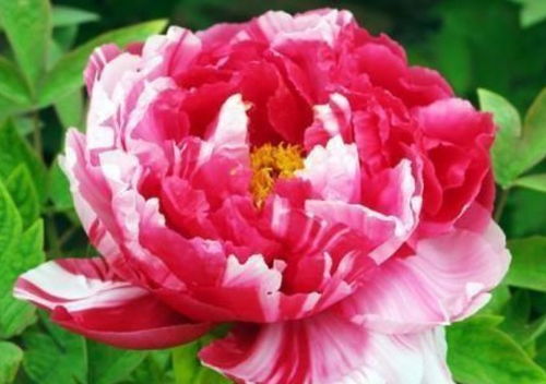 牡丹花适合什么季节种植？园艺达人来教你