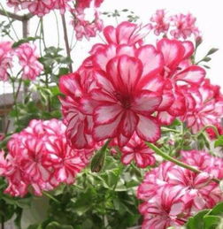 适合黄土种植的花卉