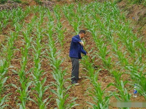 二、 各种菜的价格行情