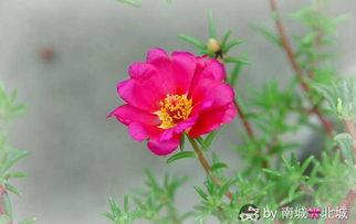 午时花的养殖小贴士