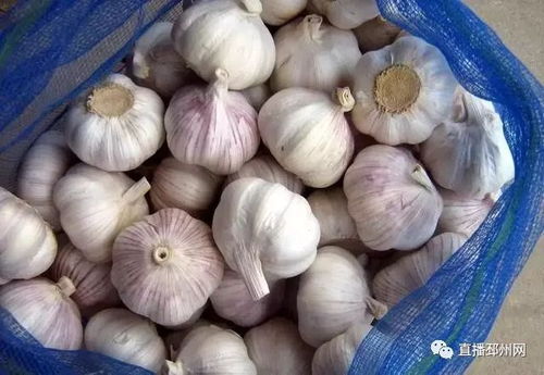 山东启动市级大蒜品种改良项目，旨在提升大蒜品质和产量