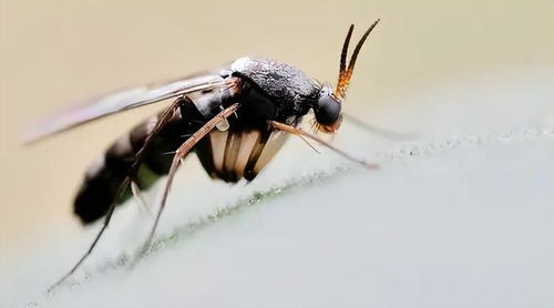 尖眼蕈蚊的危害：不可小觑