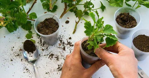 圆叶法师插杆繁殖方法中，如何提高插杆生根率