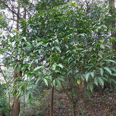 树木的价值：不仅仅是金钱