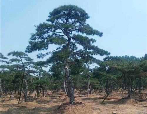 黑松造型树：独特之美的价值所在