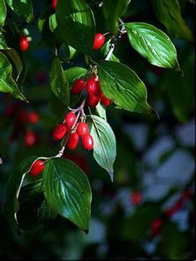 不同地区的种植规律