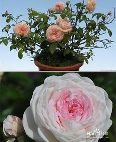 月季的基本信息