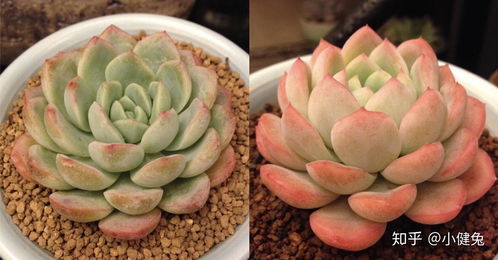 幼儿园种花指南：平安又好养的花品种推荐