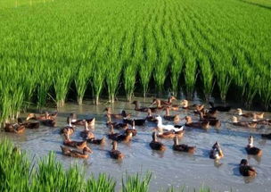 除绿萍， 保护莲藕，两不误