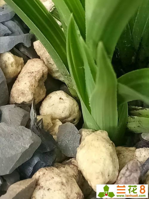 兰花播种后如何才能提高发芽率
