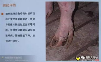 科学选种，精准饲养