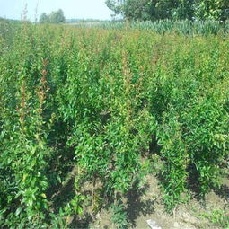 赣南茶油基地联系方式：一树茶油苗价格查询！