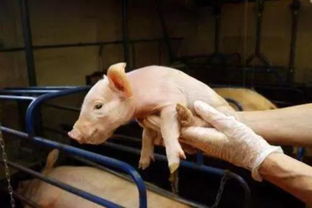 猪出现神经症状如转圈划水怎么办？快速找到解决方法