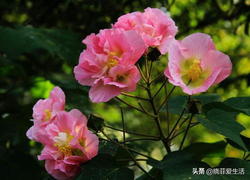 花青素与酸碱度：花瓣中的变色大师