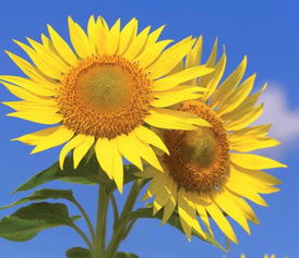 向日葵：旺财旺运，富贵吉祥