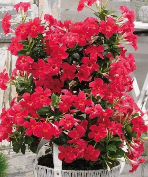 飘香藤种植的土壤选择