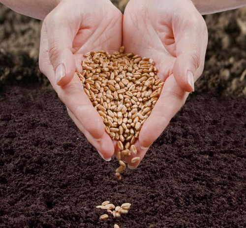 油菜籽，营养丰富！