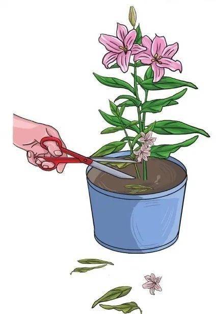 百合花种植时间是什么时候？如何轻松养出美丽的百合花呢