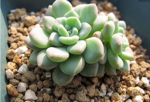 凝脂莲，多肉植物