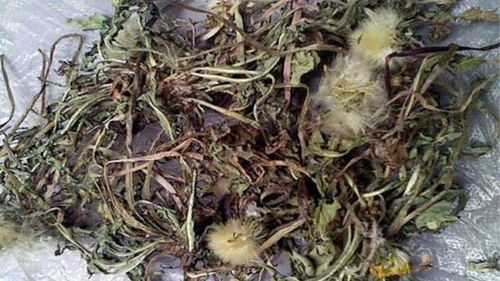 马蹄草泡水喝，养生功效有哪些