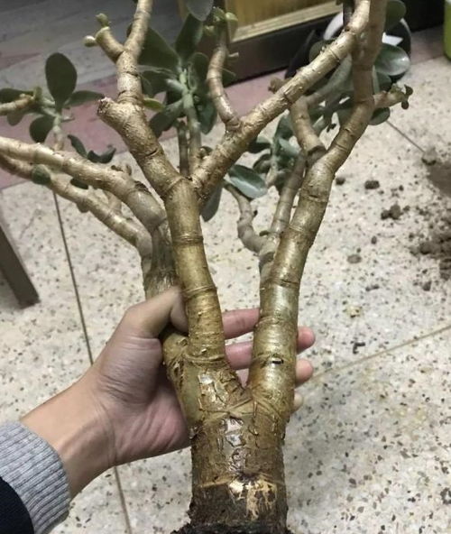 第三步：盘根技巧大揭秘