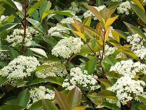 花开时节， 香气扑鼻