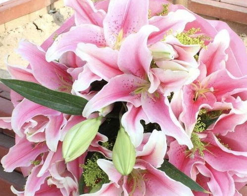 一、 花草大全，带你走进植物的世界