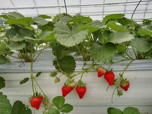 草莓种植最佳时间在几月份？手把手教你种草莓