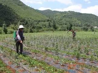 甲草胺可以淋根吗？72异丙甲草胺在地芽前除草对扁豆安全吗？