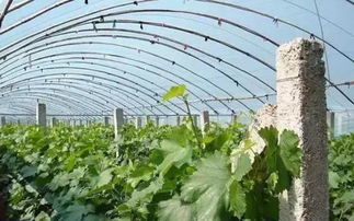 青岛地区农药防治病虫害全解析
