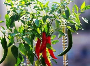 观察辣椒