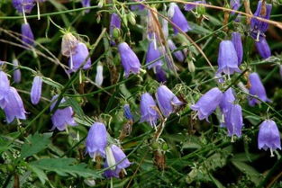 党参种子价格大揭秘