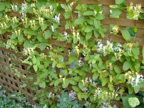 金银花：解毒清热的佳品