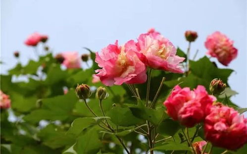芙蓉花在什么季节盛开？它的生长周期和特点有哪些