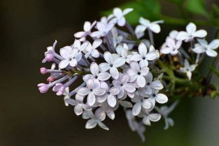 丁香花苗，四季循环开花