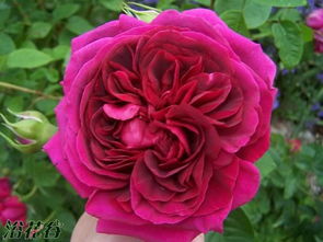 黑影夫人月季的优缺点